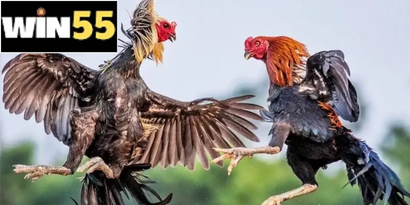 Trực Tiếp Đá Gà - Kênh Phát Chuẩn Nét, Trận Đấu Hấp Dẫn 3 Nhiều thể loại khác nhau, phân loại theo cách trang bị và luật chơi